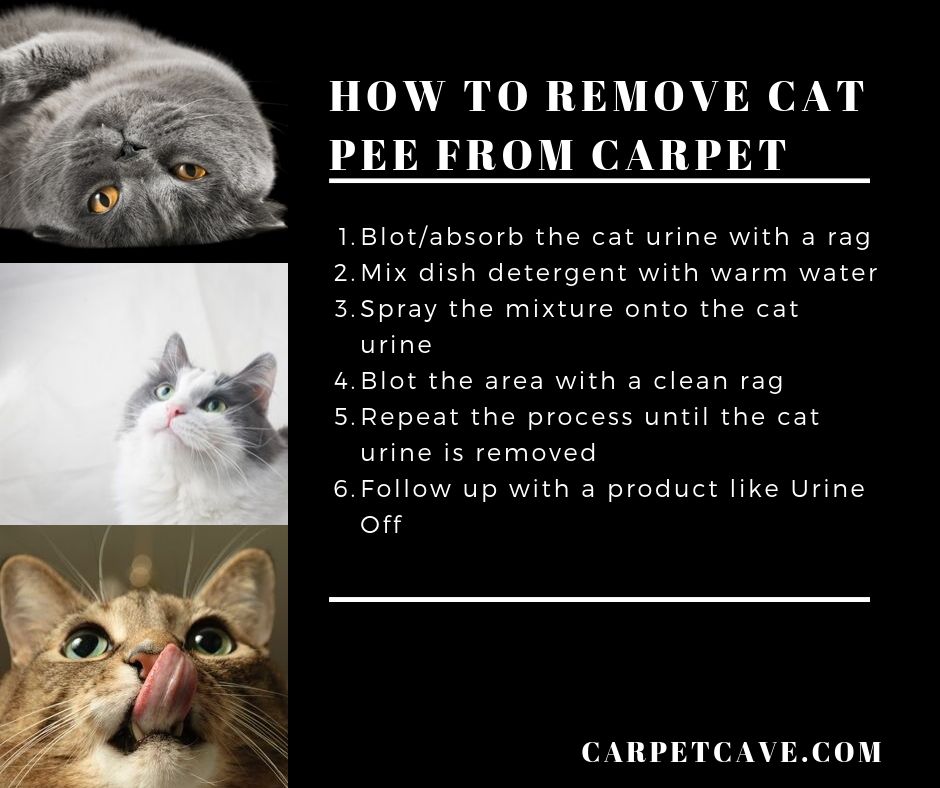Infographic on how to remove cat pee from carpet